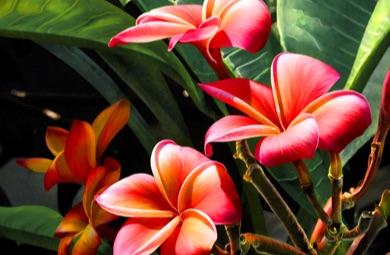 Plumaria Frangipani